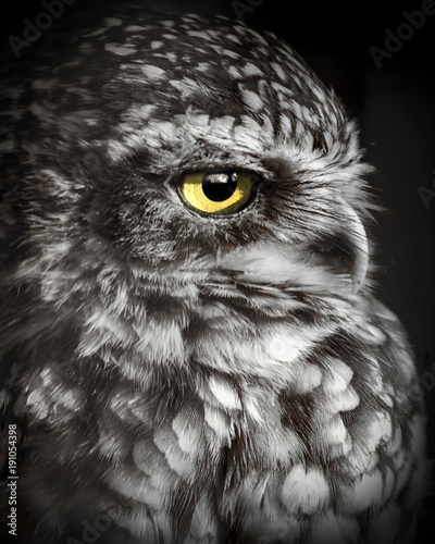 Burrowing Owl Bird