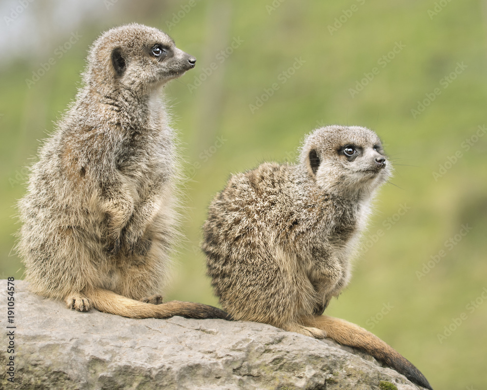 Fototapeta premium wild Meerkat animal