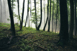 natural woods landscape with trees in mist