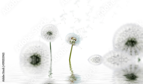 Fototapeta Naklejka Na Ścianę i Meble -  Schöne Pusteblumen freigestellt