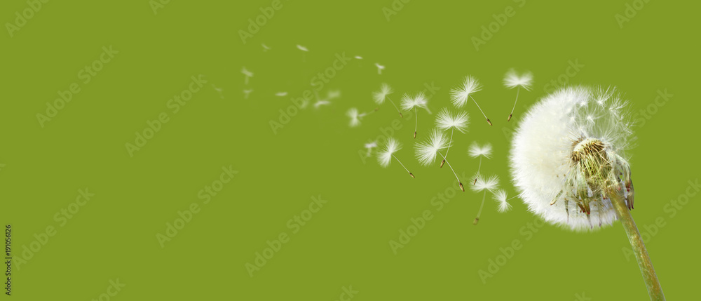 Obraz premium Piękny mniszek lekarski