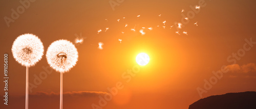 Fototapeta Naklejka Na Ścianę i Meble -  Schöne Pusteblumen beim Sonnenuntergang
