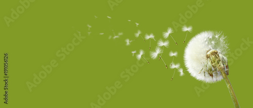 Fototapeta Naklejka Na Ścianę i Meble -  Schöne Pusteblume