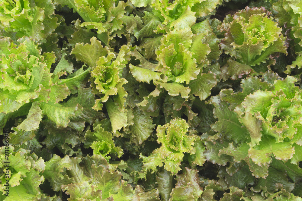 Close up of raw fresh green vegetable texture and background. Close up of raw fresh green vegetable texture and background.