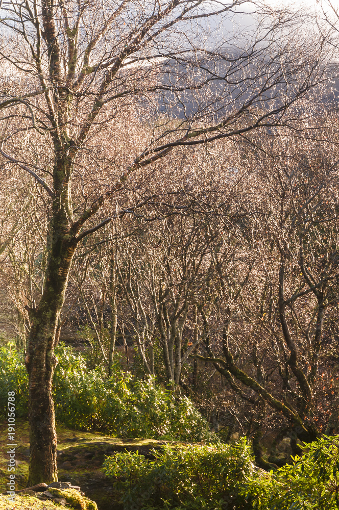 Dewdrop Trees / A view through the trees across Loch Sunart with the sun shining, Ardnamurchan, Lochaber, Scotland. 26 December 2017. Dewdrop Trees / A view through the trees across Loch Sunart with the sun shining, Ardnamurchan, Lochaber, Scotland. 26 December 2017.