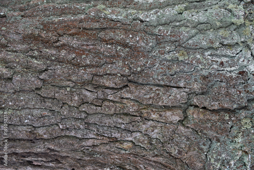 Pine bark closeup. The texture of the tree trunk. The background of the live wood. Skin nature of the forest. Pine bark closeup. The texture of the tree trunk. The background of the live wood. Skin nature of the forest.