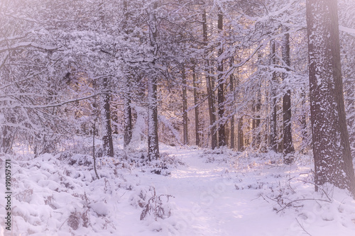 Winter Woodland and Snow