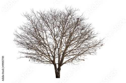 Dead trees isolated on white background.