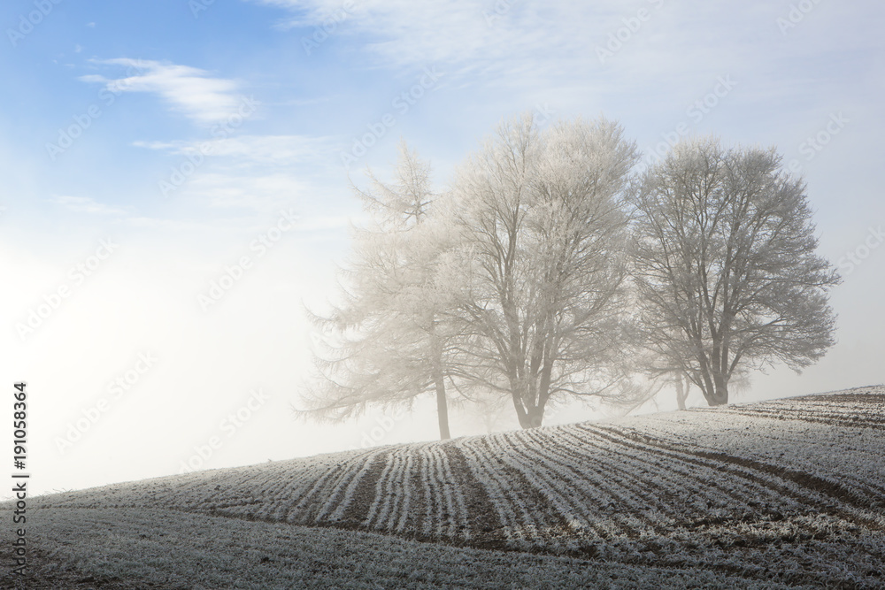 Bäume im Nebel auf einem Feld