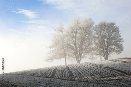 Obraz na płótnie Bäume im Nebel auf einem Feld w salonie