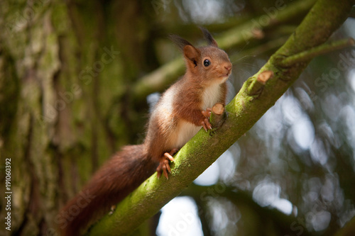 Jeunes écureuils grimpant dans un arbre