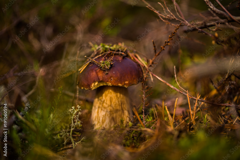 Fototapeta premium mushroom in the moss in the forest