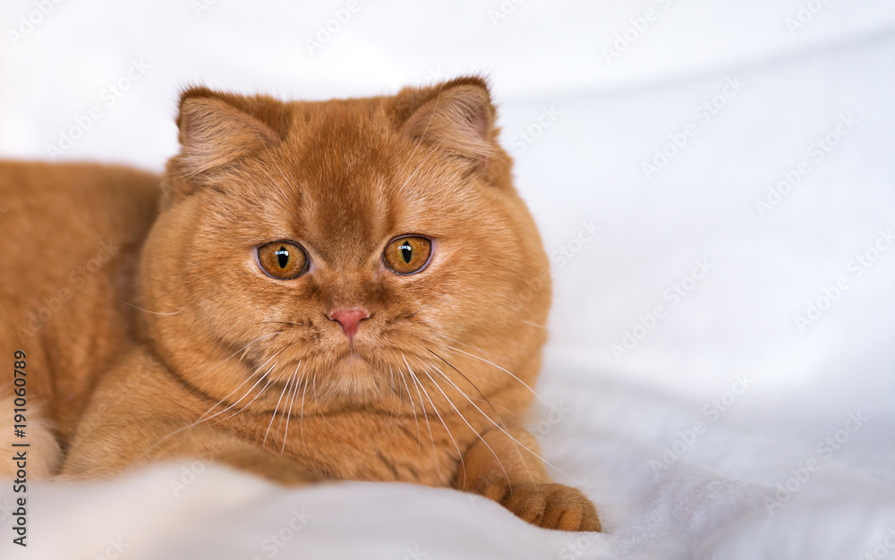 Selten - kräftige, imposante Britisch Kurzhaar Katze in rot - 7 Monate