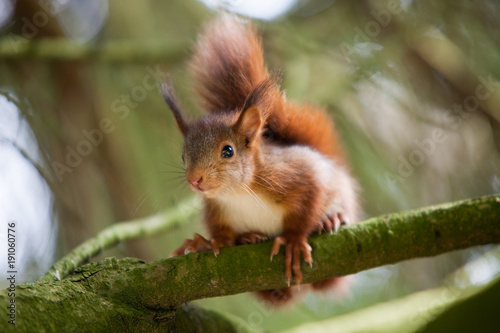 Jeunes écureuils grimpant dans un arbre