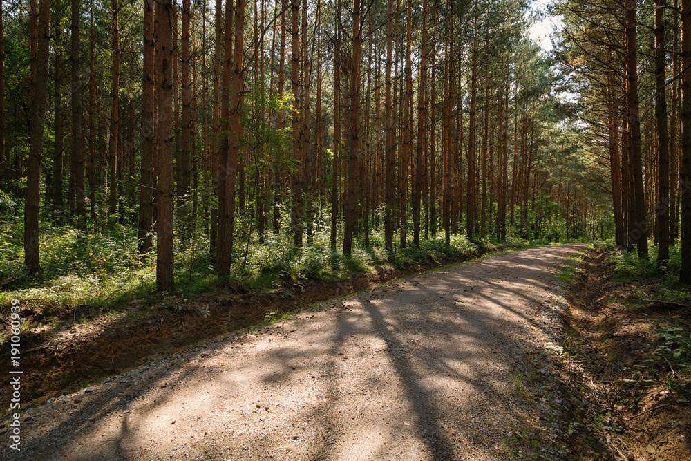 Fototapeta premium waldweg im gegenlicht