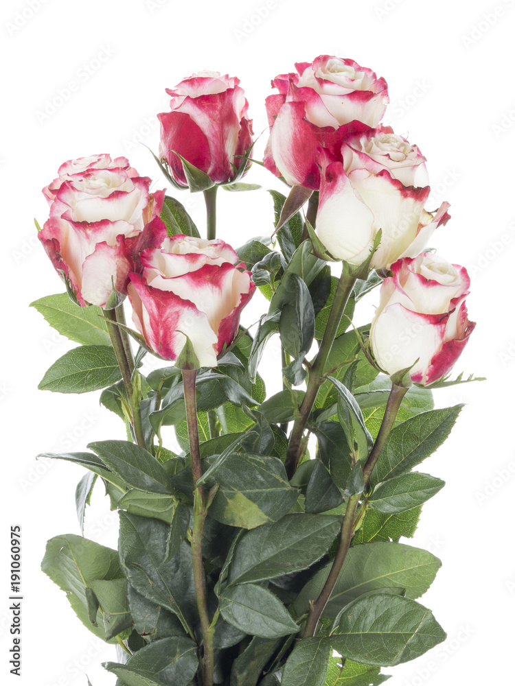 bouquet of roses on a white background