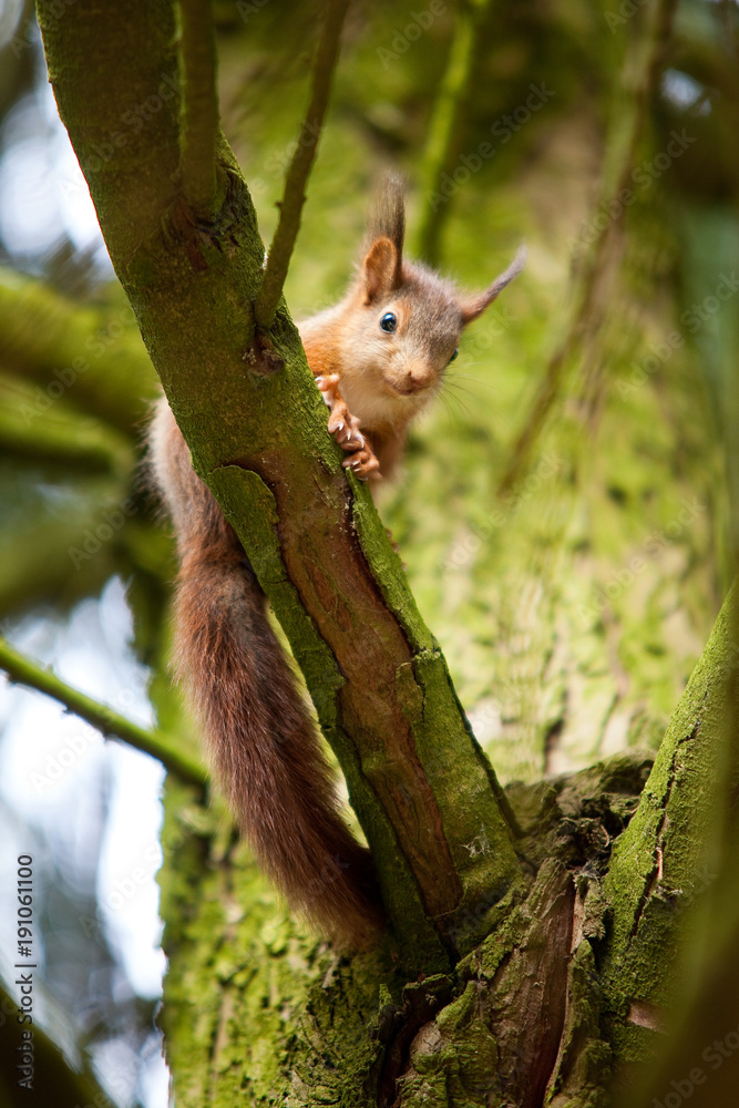 Jeunes écureuils grimpant dans un arbre Jeunes écureuils grimpant dans un arbre