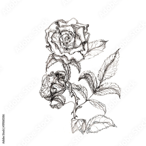 Wallpaper Mural Hand drawn pen ink floral artistic sketch isolated on white
 Torontodigital.ca