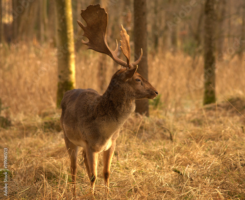 deer in bavaria