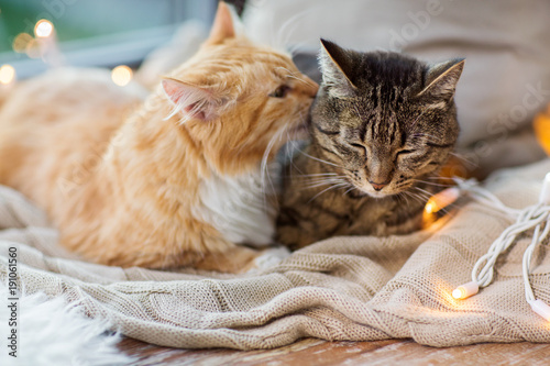two cats lying on window sill with blanket at home photo