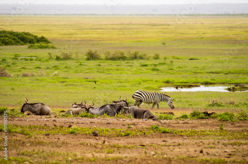 Zebras and wildebeest in the savannah plain of Amboseli Park in Kenya