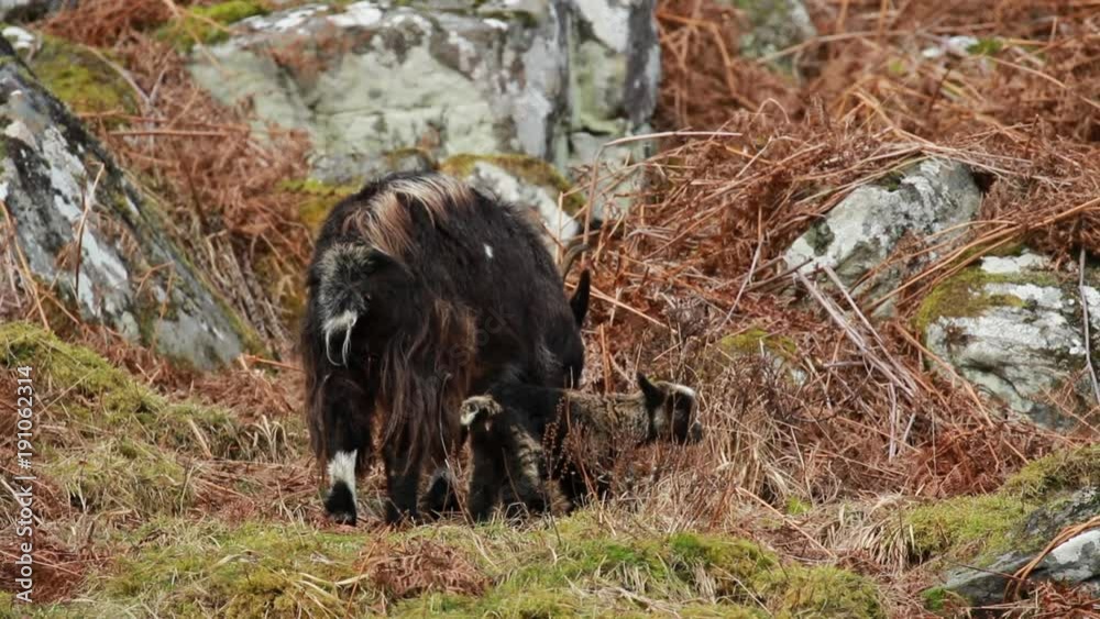 feral goat, Capra hircus, wild, nanny, kid, billy, foraging, grazing on the rocky slopes in cairngorm national park during winter, february. feral goat, Capra hircus, wild, nanny, kid, billy, foraging, grazing on the rocky slopes in cairngorm national park during winter, february.