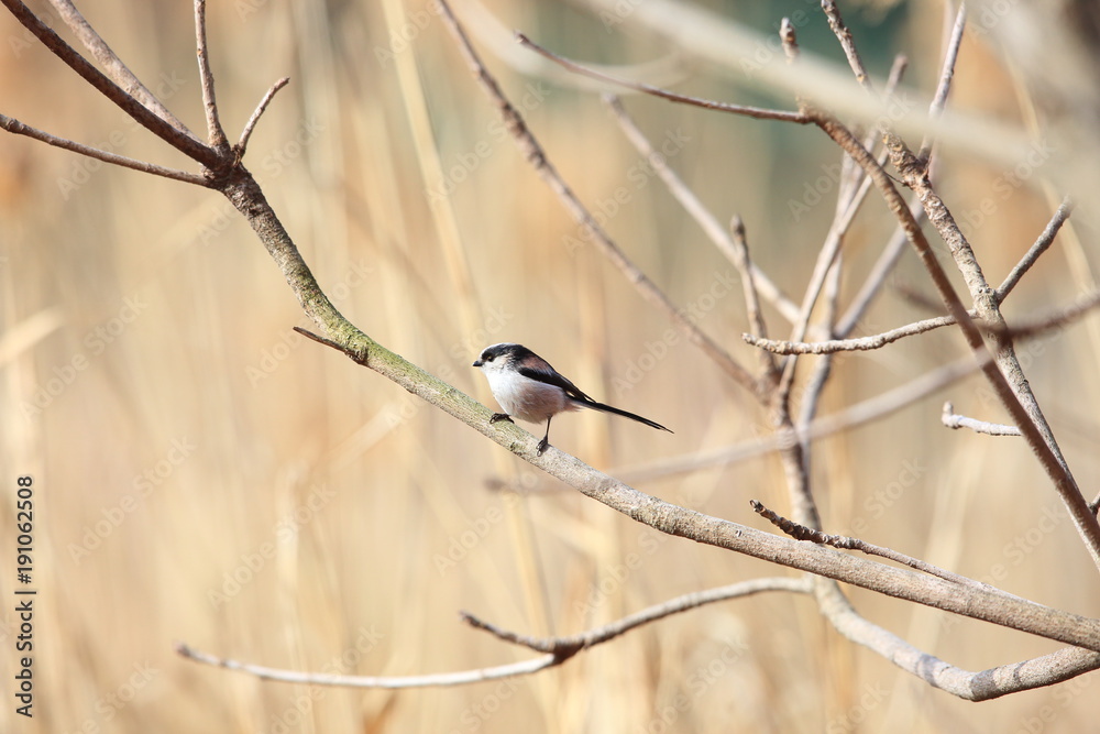 Long-tailed Tit or Long-tailed Bushtit (Aegithalos caudatus) in Japan Long-tailed Tit or Long-tailed Bushtit (Aegithalos caudatus) in Japan