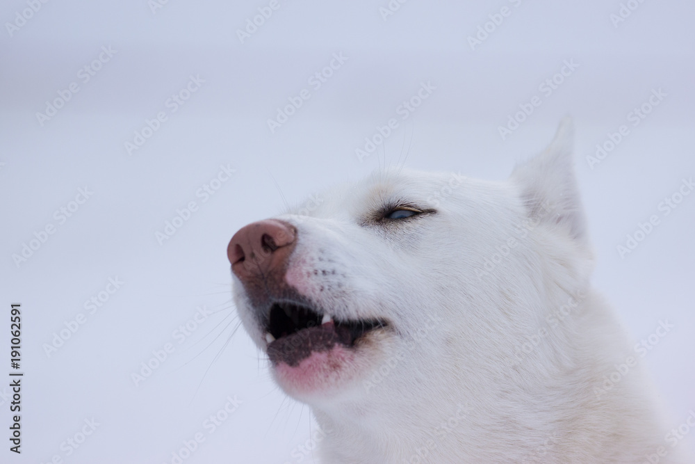 Siberian Husky portrait Siberian Husky portrait