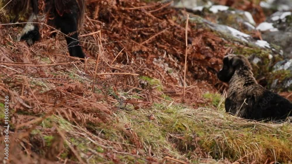 feral goat, Capra hircus, wild, nanny, kid, billy, foraging, grazing on the rocky slopes in cairngorm national park during winter, february. feral goat, Capra hircus, wild, nanny, kid, billy, foraging, grazing on the rocky slopes in cairngorm national park during winter, february.