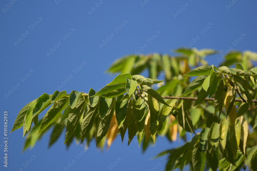 Green leaf of West Indian Cherry