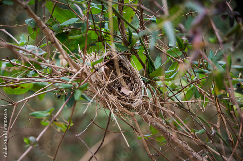 Bird nest