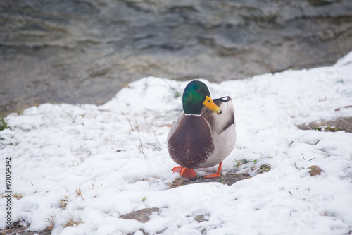 Wild duck walking on a snow