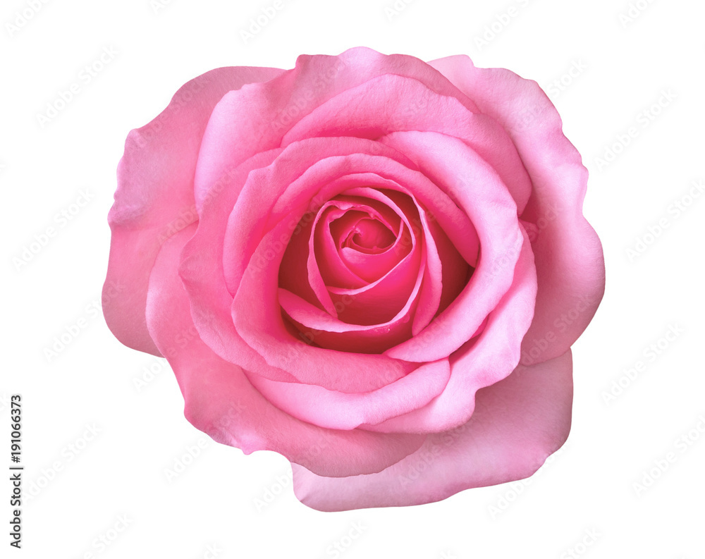 Pink rose flower top view isolated on white background, clipping path included Pink rose flower top view isolated on white background, clipping path included