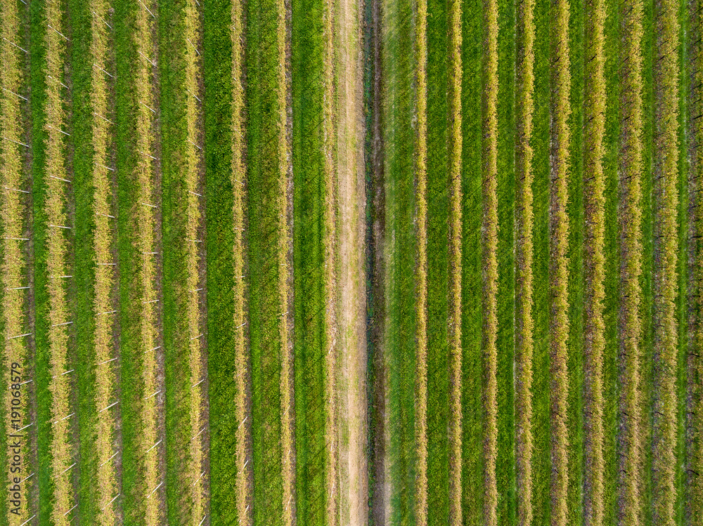 Plantations of grapes from a height. Grapes Plantations. Plantations of grapes from a height. Grapes Plantations.