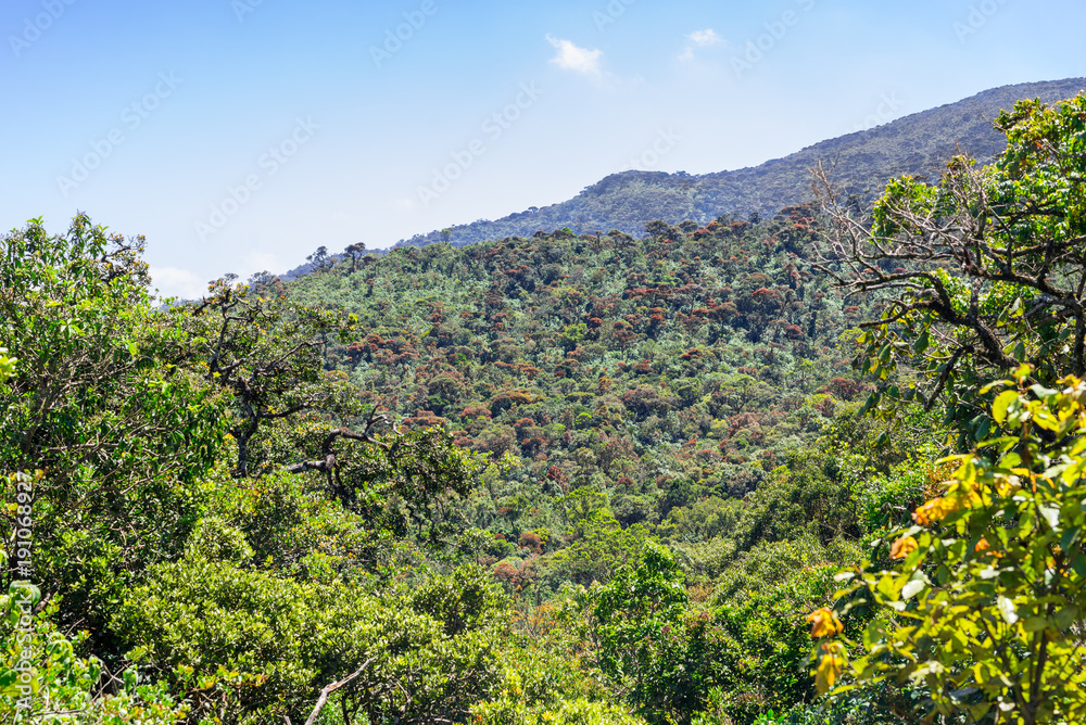 Foto de The Sri Lanka dryzone dry evergreen forests are a tropical dry