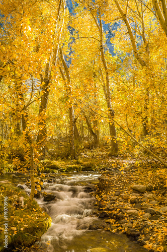 Aspens at McGee Creek