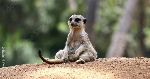meerkat suricates on lookout