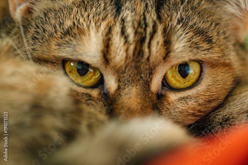 Fototapeta Naklejka Na Ścianę i Meble -  Cute pussy cat lying on blanket. Macro eyes of cat.