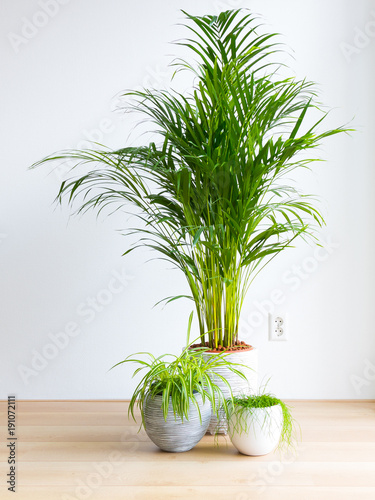 bright living room with houseplants on the floor