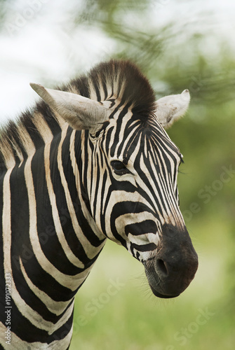 Plains Zebra  Equus quagga chapmani  Hluhluwe-Imfolozi Park  South Africa