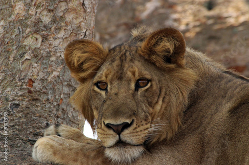 Fototapeta Naklejka Na Ścianę i Meble -  Wilde Löwen in Afrika Uganda auf dem Baum