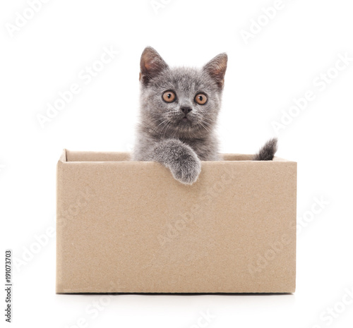 Little cat in the box.