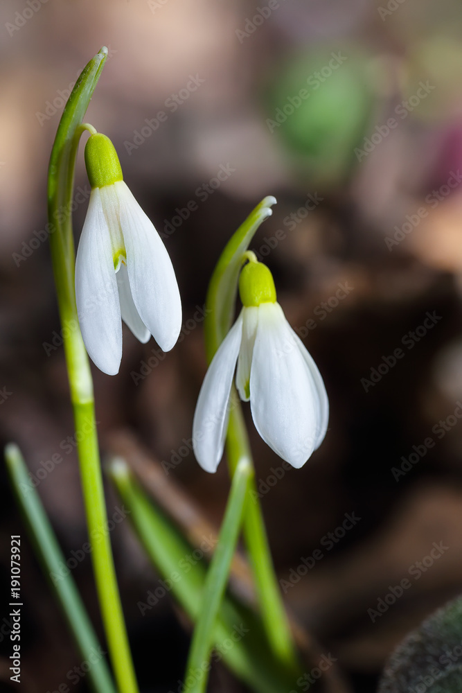 Spring snowdrop flowers blooming in sunny day Spring snowdrop flowers blooming in sunny day