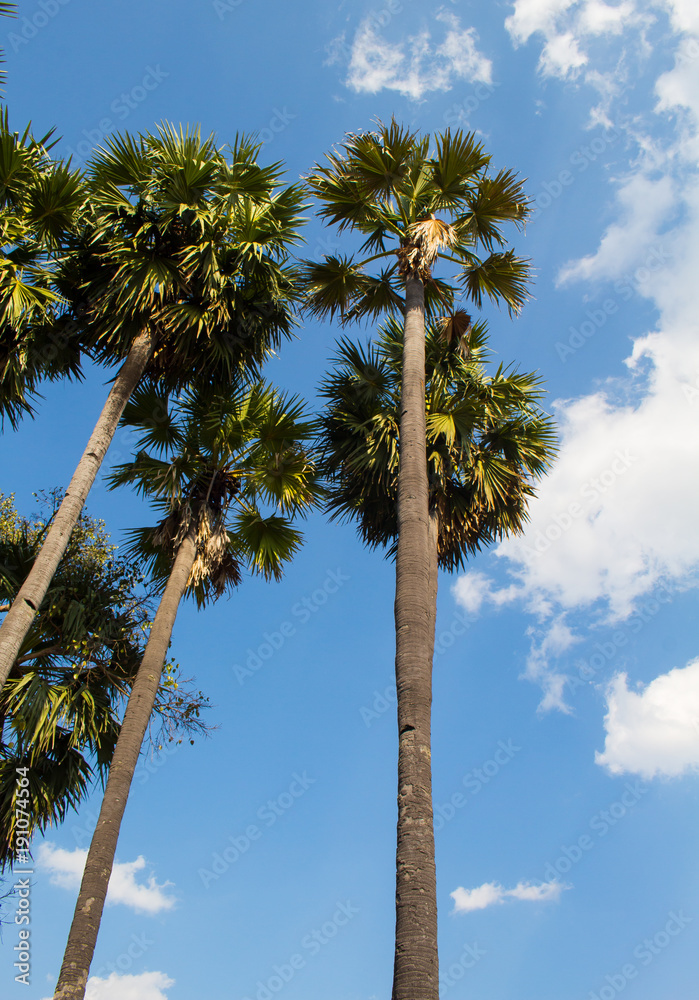 Obraz premium Palm trees and blue sky