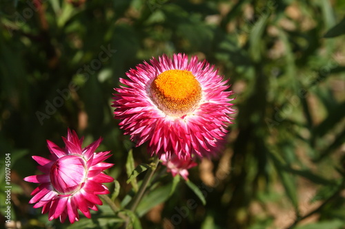 Close up Xerochrysum bracteatum, commonly known as the golden everlasting or strawflower. 'Strawburst pink', showing pink bracts and orange central disc on dark background.