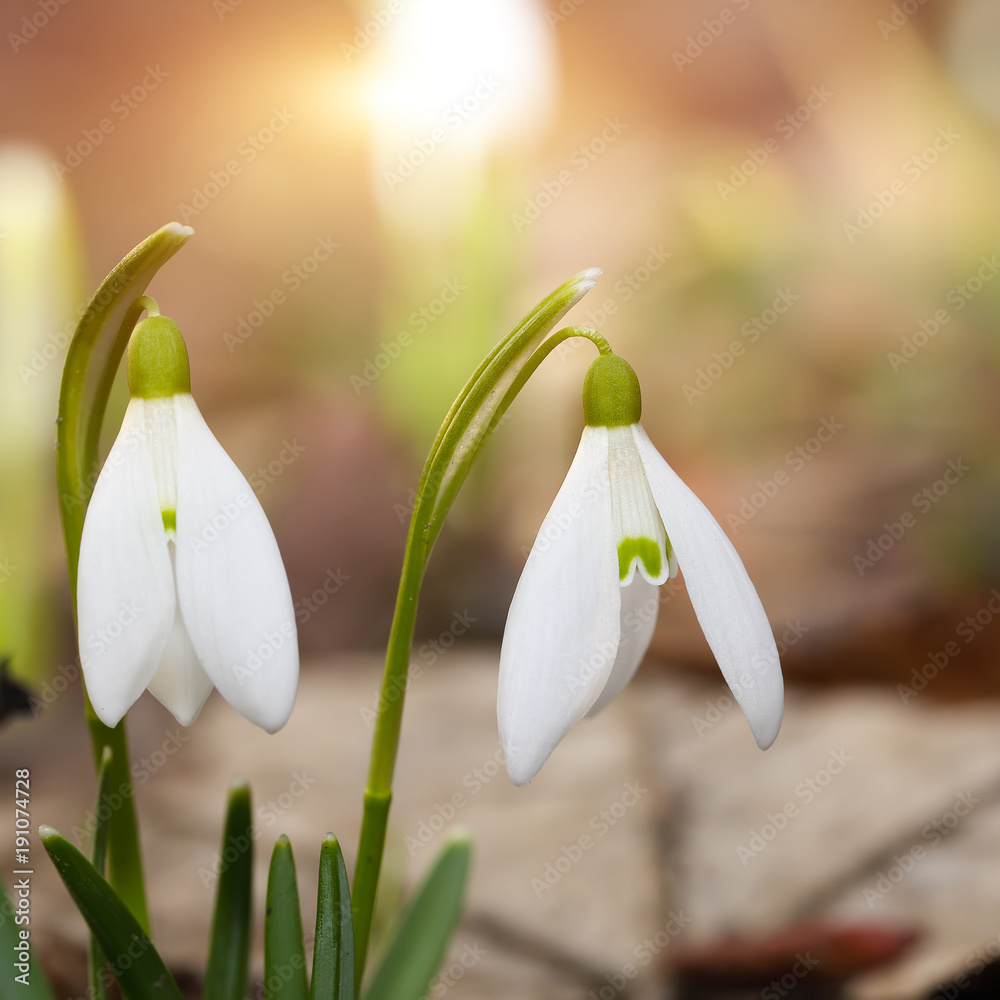 Spring snowdrop flowers blooming in sunny day