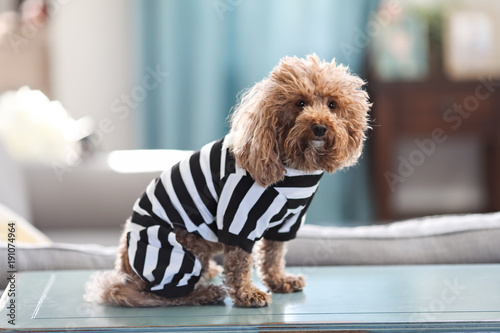 Bichon Poodle in Prisoner Costume photo