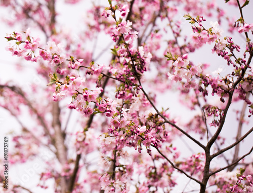 sakuras flower in spring