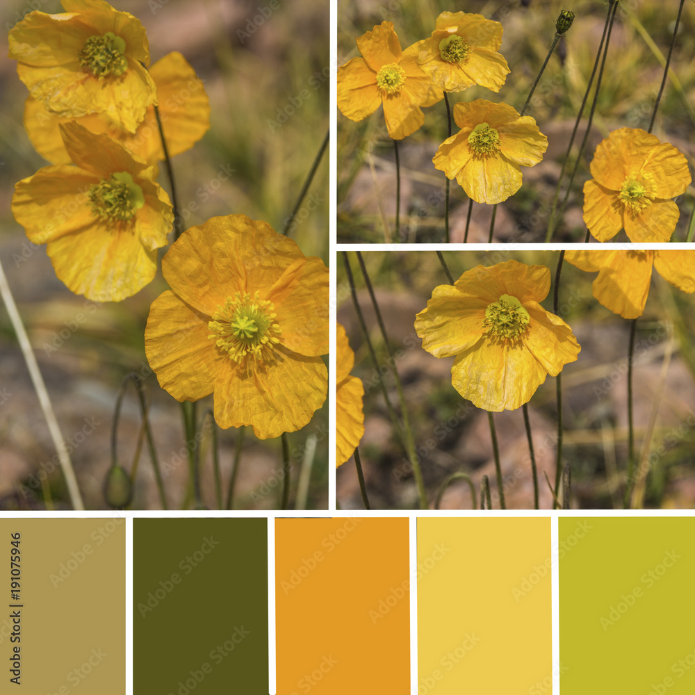 Obraz premium Paleta dzikich kwiatów maku. Paleta dopasowywania kolorów w kolorach żółtym i zielonym