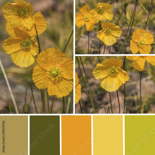 Fototapeta Naklejka Na Ścianę i Meble -  Palette of wild poppy flowers. Color matching palette with yellow and green colours